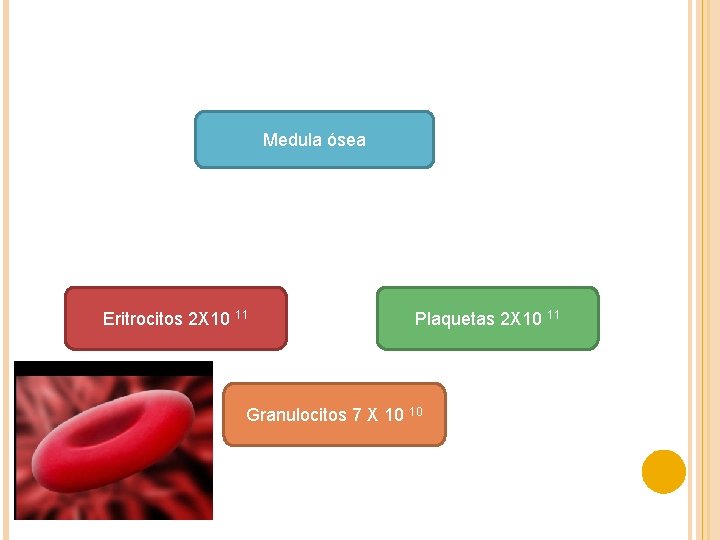 Medula ósea Eritrocitos 2 X 10 11 Plaquetas 2 X 10 11 Granulocitos 7