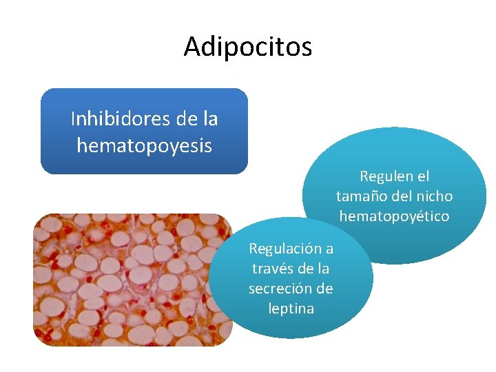 Adipocitos Inhibidores de la hematopoyesis Regulen el tamaño del nicho hematopoyético Regulación a través