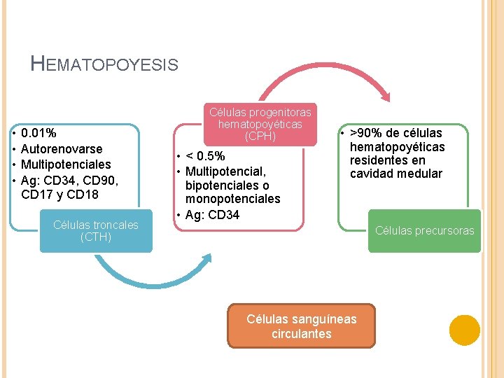 HEMATOPOYESIS • • 0. 01% Autorenovarse Multipotenciales Ag: CD 34, CD 90, CD 17