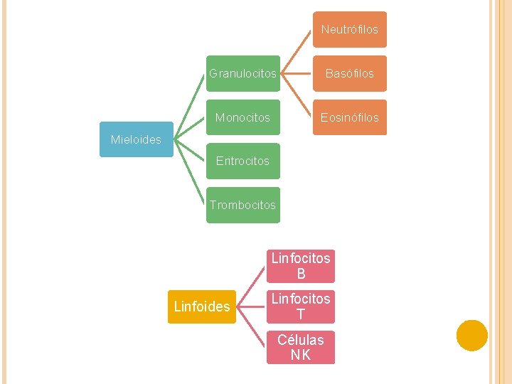 Neutrófilos Granulocitos Basófilos Monocitos Eosinófilos Mieloides Eritrocitos Trombocitos Linfocitos B Linfoides Linfocitos T Células