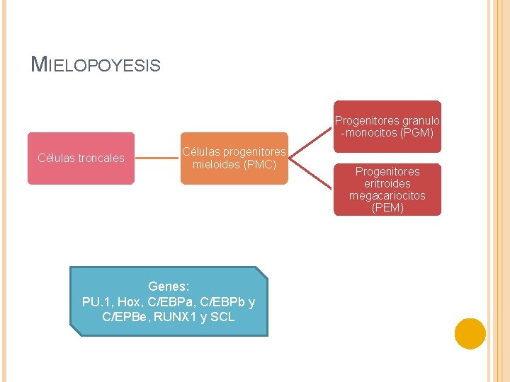 MIELOPOYESIS Progenitores granulo -monocitos (PGM) Células troncales Células progenitores mieloides (PMC) Genes: PU. 1,