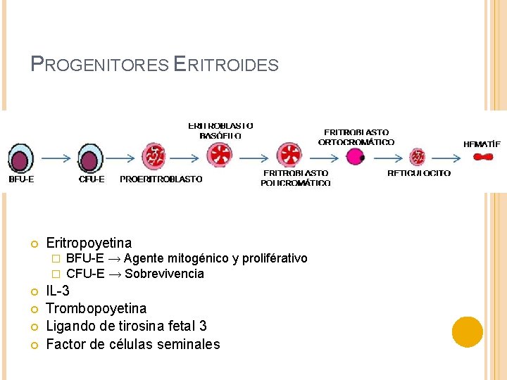 PROGENITORES ERITROIDES Eritropoyetina � � BFU-E → Agente mitogénico y proliférativo CFU-E → Sobrevivencia