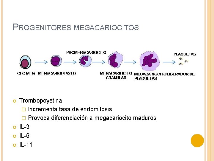PROGENITORES MEGACARIOCITOS Trombopoyetina � Incrementa tasa de endomitosis � Provoca diferenciación a megacariocito maduros