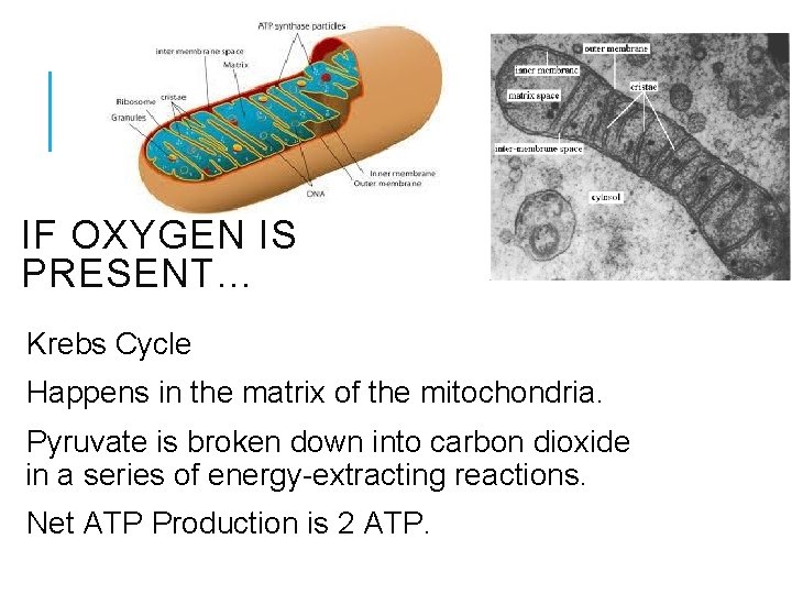 IF OXYGEN IS PRESENT… Krebs Cycle Happens in the matrix of the mitochondria. Pyruvate