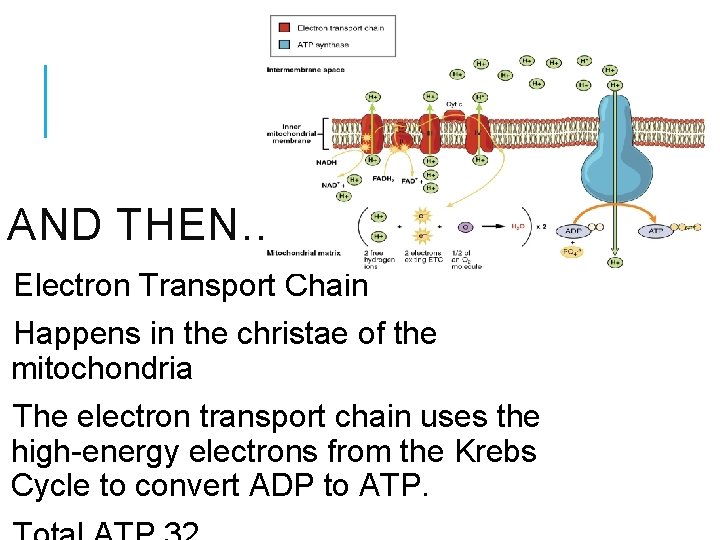 AND THEN… Electron Transport Chain Happens in the christae of the mitochondria The electron