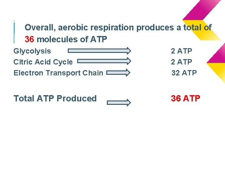 TOTAL ATP respiration produces a total of ● Overall, aerobic 36 molecules of ATP