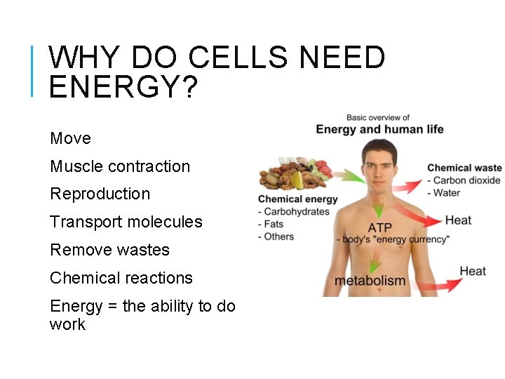 WHY DO CELLS NEED ENERGY? Move Muscle contraction Reproduction Transport molecules Remove wastes Chemical