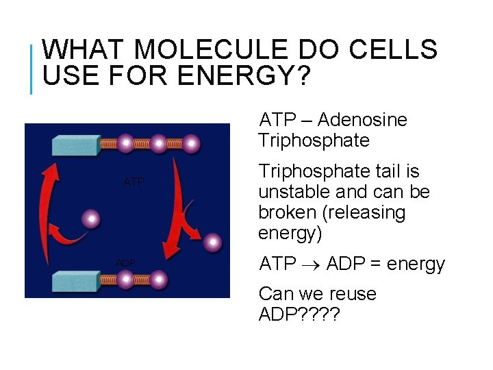 WHAT MOLECULE DO CELLS USE FOR ENERGY? ATP – Adenosine Triphosphate ATP ADP Triphosphate