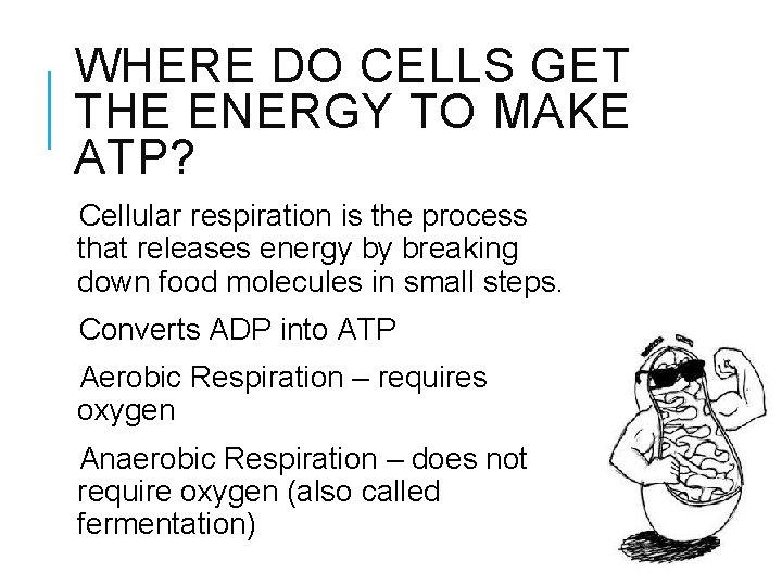 WHERE DO CELLS GET THE ENERGY TO MAKE ATP? Cellular respiration is the process