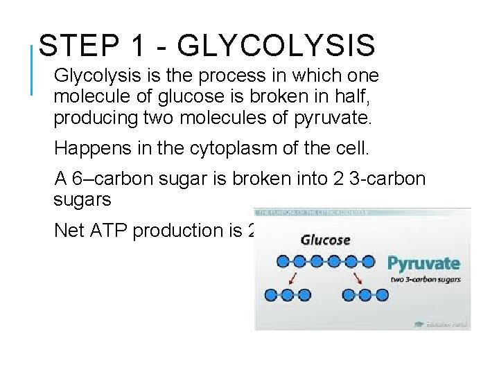 STEP 1 - GLYCOLYSIS Glycolysis is the process in which one molecule of glucose