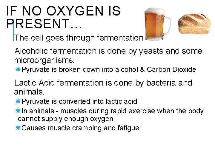 IF NO OXYGEN IS PRESENT… The cell goes through fermentation Alcoholic fermentation is done