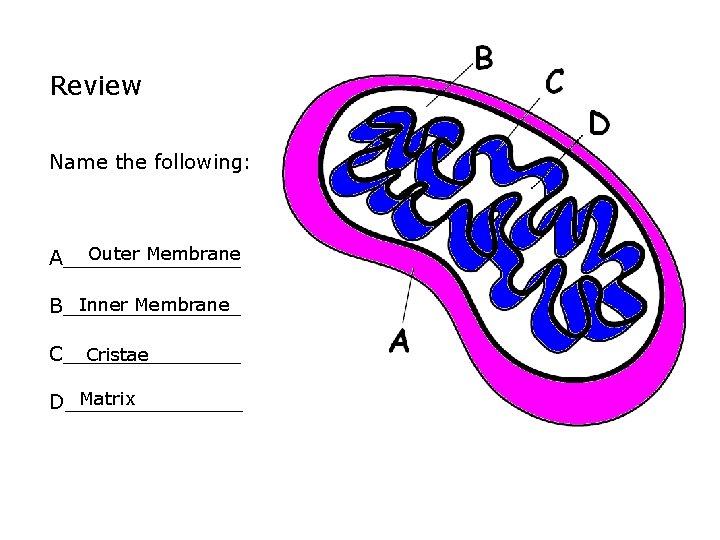 Review Name the following: Outer Membrane A_______ Inner Membrane B______________ Cristae Matrix D_______ 