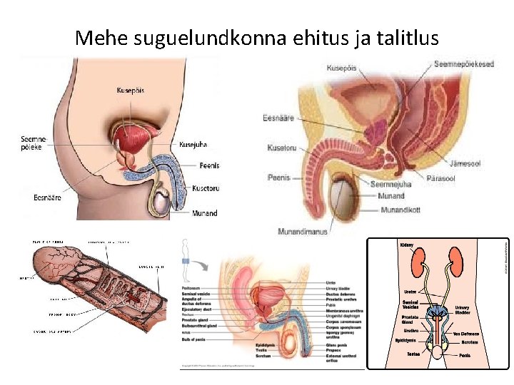 Mehe suguelundkonna ehitus ja talitlus 