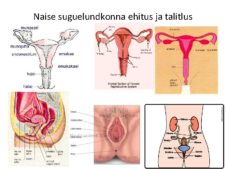 Naise suguelundkonna ehitus ja talitlus 