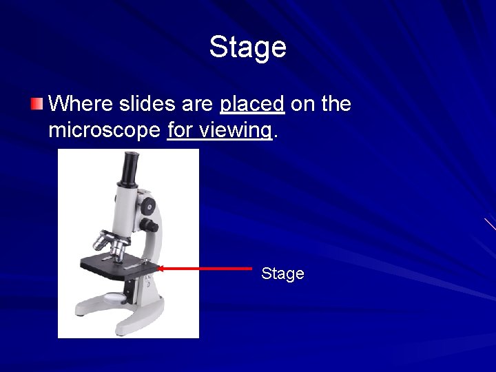 Stage Where slides are placed on the microscope for viewing. Stage 