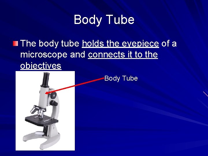 Body Tube The body tube holds the eyepiece of a microscope and connects it