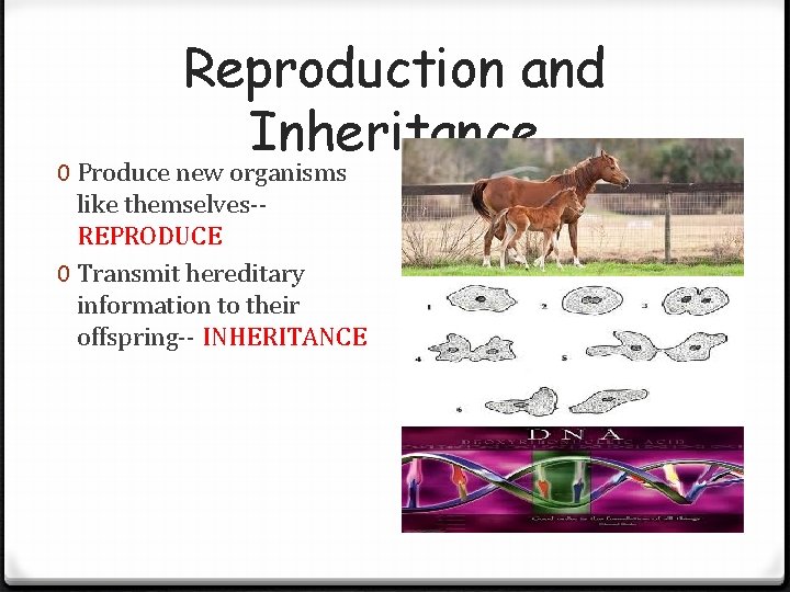 Reproduction and Inheritance 0 Produce new organisms like themselves-REPRODUCE 0 Transmit hereditary information to Reproduction and Inheritance 0 Produce new organisms like themselves-REPRODUCE 0 Transmit hereditary information to