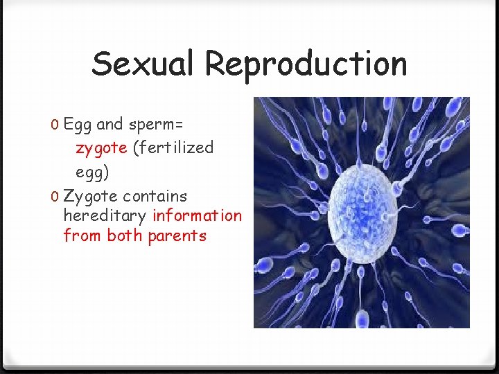 Sexual Reproduction 0 Egg and sperm= zygote (fertilized egg) 0 Zygote contains hereditary information Sexual Reproduction 0 Egg and sperm= zygote (fertilized egg) 0 Zygote contains hereditary information