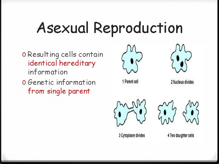 Asexual Reproduction 0 Resulting cells contain identical hereditary information 0 Genetic information from single Asexual Reproduction 0 Resulting cells contain identical hereditary information 0 Genetic information from single
