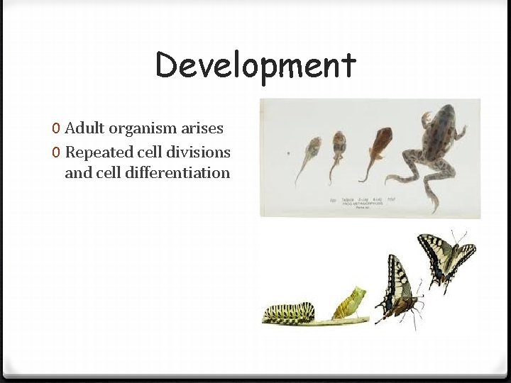 Development 0 Adult organism arises 0 Repeated cell divisions and cell differentiation Development 0 Adult organism arises 0 Repeated cell divisions and cell differentiation