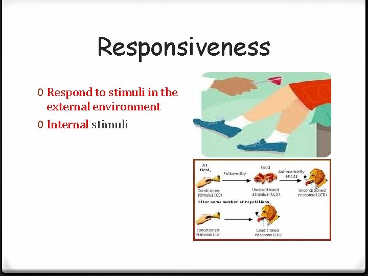 Responsiveness 0 Respond to stimuli in the external environment 0 Internal stimuli Responsiveness 0 Respond to stimuli in the external environment 0 Internal stimuli