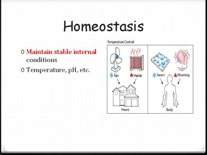 Homeostasis 0 Maintain stable internal conditions 0 Temperature, p. H, etc. Homeostasis 0 Maintain stable internal conditions 0 Temperature, p. H, etc.