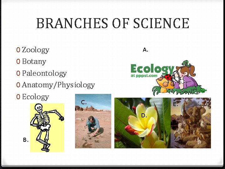 BRANCHES OF SCIENCE 0 Zoology 0 Botany 0 Paleontology 0 Anatomy/Physiology 0 Ecology A. BRANCHES OF SCIENCE 0 Zoology 0 Botany 0 Paleontology 0 Anatomy/Physiology 0 Ecology A.
