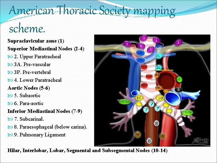 American Thoracic Society mapping scheme. Supraclavicular zone (1) Superior Mediastinal Nodes (2 -4) 2.