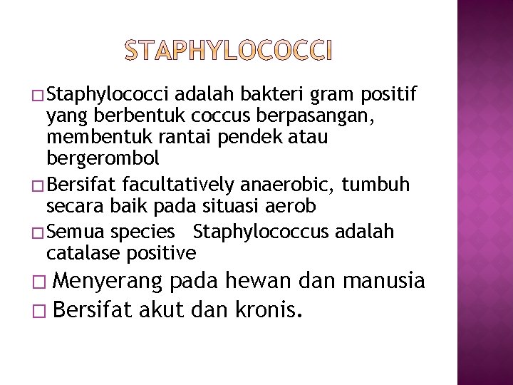 � Staphylococci adalah bakteri gram positif yang berbentuk coccus berpasangan, membentuk rantai pendek atau