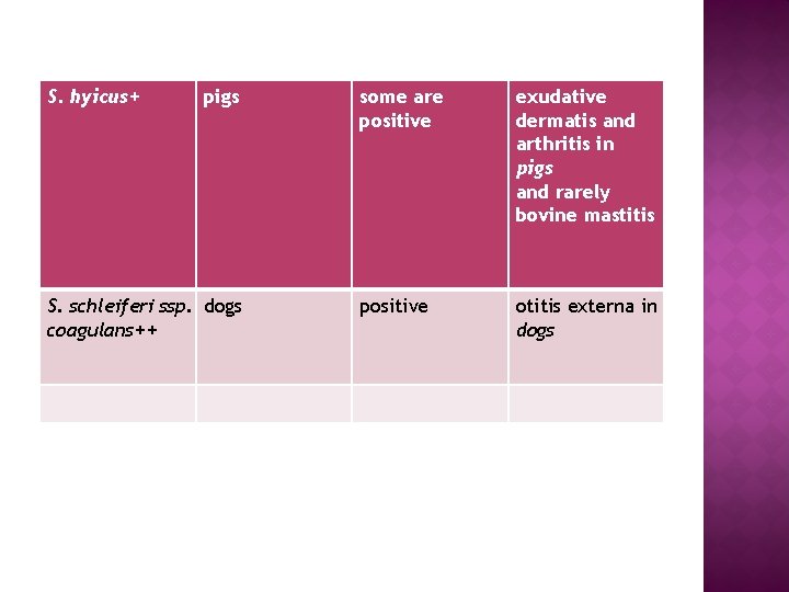 S. hyicus+ pigs S. schleiferi ssp. dogs coagulans++ some are positive exudative dermatis and