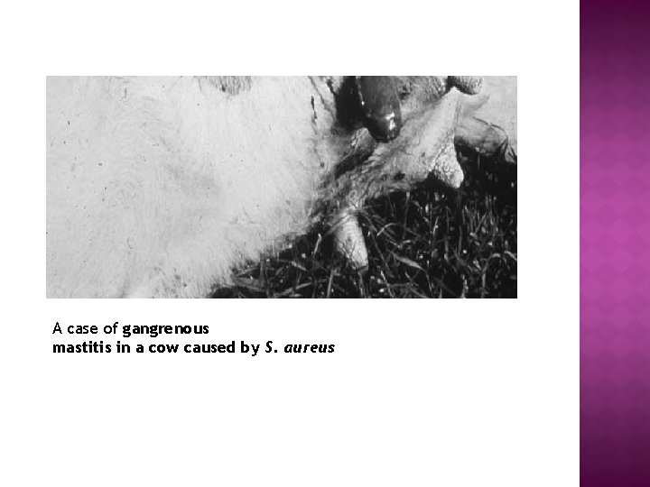 A case of gangrenous mastitis in a cow caused by S. aureus 