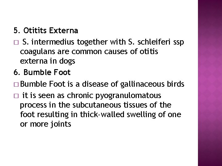 5. Otitits Externa � S. intermedius together with S. schleiferi ssp coagulans are common