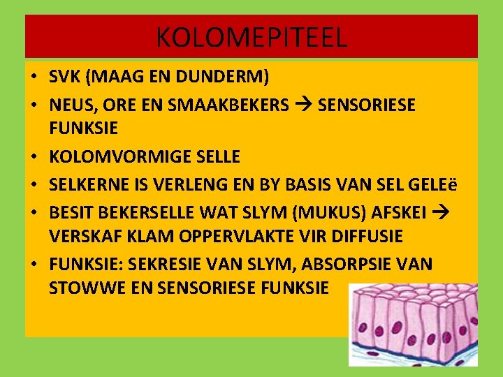 Dunderm SOOGDIERWEEFSEL EPITEELWEEFSEL BINDWEEFSEL SPIERWEEFSEL PLAVEISEL MOND ...