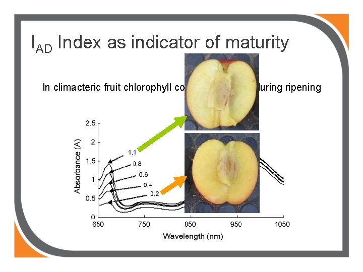 IAD Index as indicator of maturity In climacteric fruit chlorophyll content decrease during ripening