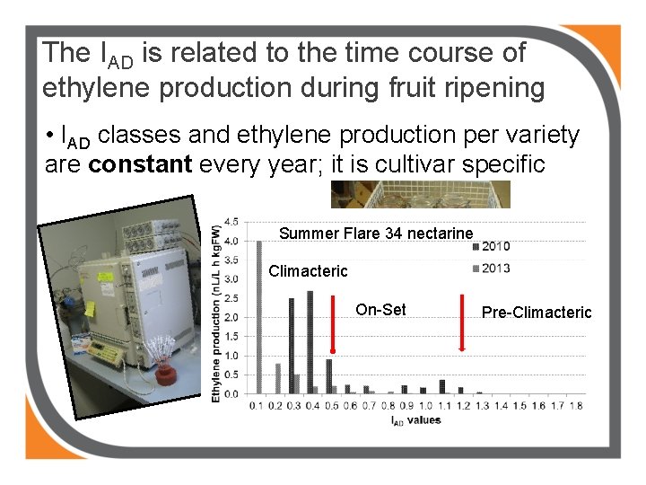 The IAD is related to the time course of ethylene production during fruit ripening