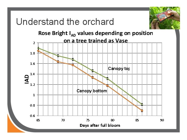 Understand the orchard 2 Rose Bright IAD values depending on position on a tree