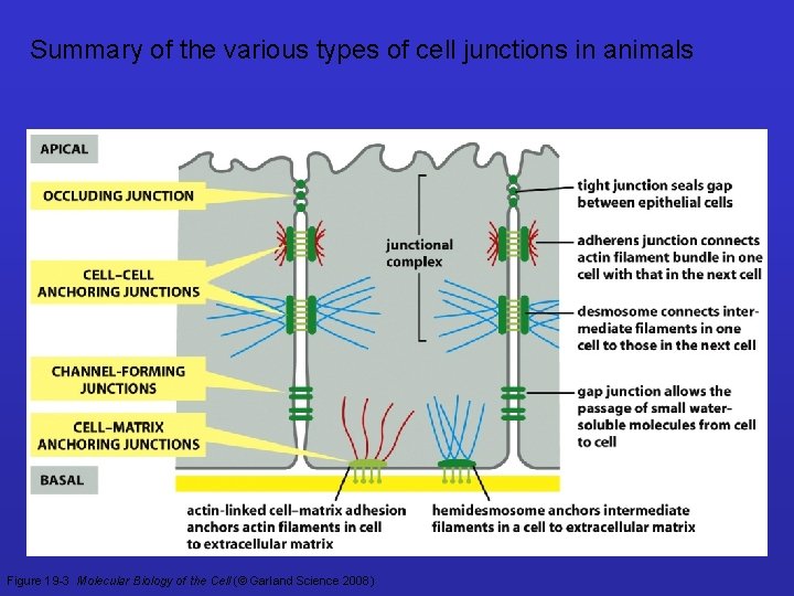 Summary of the various types of cell junctions in animals Figure 19 -3 Molecular