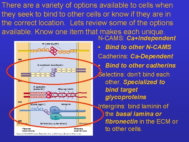 There a variety of options available to cells when they seek to bind to