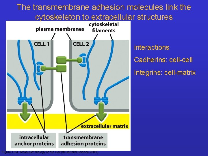 The transmembrane adhesion molecules link the cytoskeleton to extracellular structures interactions Cadherins: cell-cell Integrins: