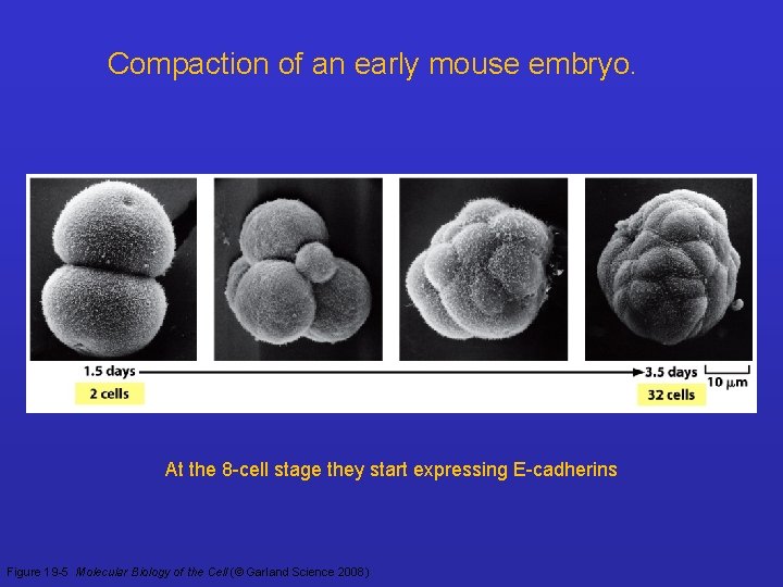 Compaction of an early mouse embryo. At the 8 -cell stage they start expressing