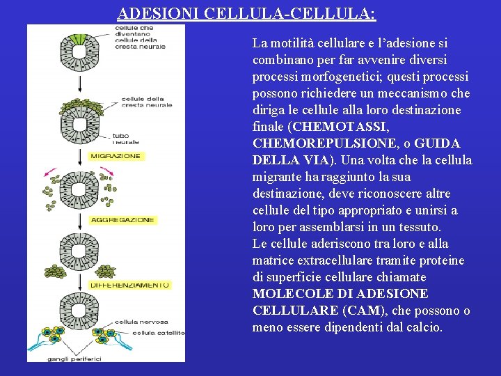 ADESIONI CELLULA-CELLULA: La motilità cellulare e l’adesione si combinano per far avvenire diversi processi