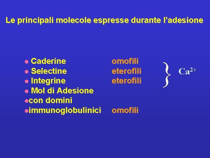 Le principali molecole espresse durante l’adesione omofili eterofili omofili { Caderine l Selectine l
