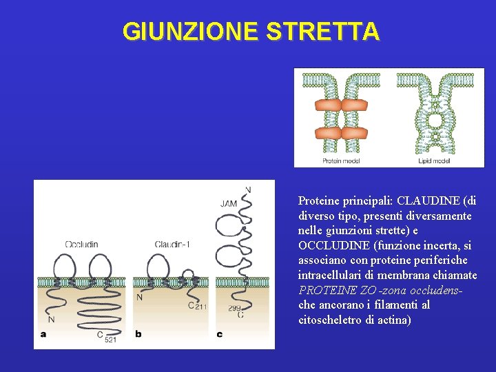 GIUNZIONE STRETTA Proteine principali: CLAUDINE (di diverso tipo, presenti diversamente nelle giunzioni strette) e