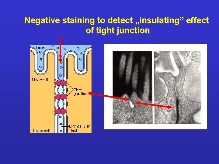 Negative staining to detect „insulating” effect of tight junction 