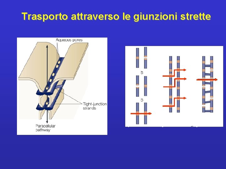 Trasporto attraverso le giunzioni strette 