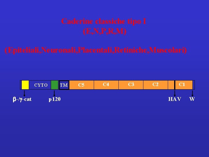 Caderine classiche tipo I (E, N, P, R, M) (Epiteliali, Neuronali, Placentali, Retiniche, Muscolari)