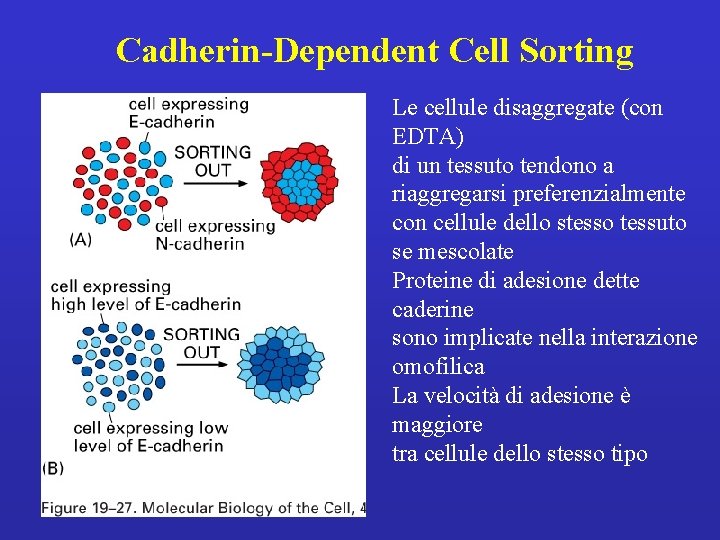 Cadherin-Dependent Cell Sorting Le cellule disaggregate (con EDTA) di un tessuto tendono a riaggregarsi
