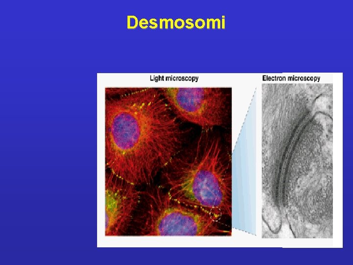 Desmosomi 