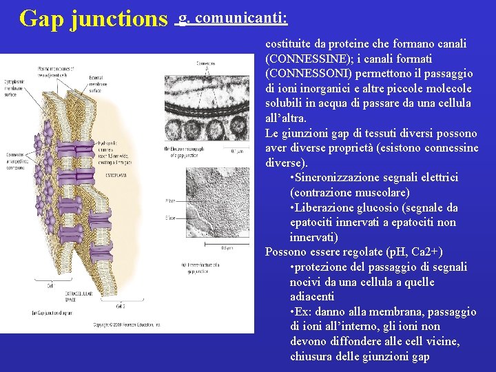 Gap junctions g. comunicanti: costituite da proteine che formano canali (CONNESSINE); i canali formati