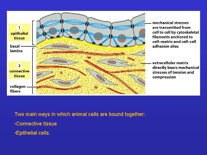 Two main ways in which animal cells are bound together: • Connective tissue •